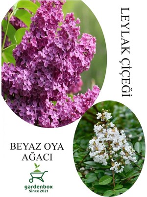 Die Grup Nura Botanik Kokulu Leylak Çiçeği Fidanı Saksılı 30-60CM + Beyaz Oya Fidanı 30-60CM, Çok Renkli, Set