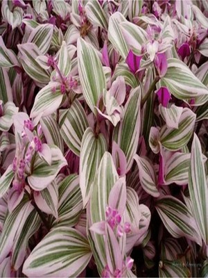 Die Grup Gardenbox Pembe Telgraf Çiçeği, 10-15 cm Saksılı, Tradescantia Nanouk