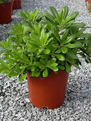 Die Grup Nura Botanik Yıldız Çalısı Pitos, 25-35 Cm, Saksılı, Çiçekli Bodur Bitki