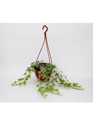 Die Grup Nura Botanik Hedera Helix Sarmaşık, Askılı Saksıda, 30-50CM, Hediyelik Ofis Salon Bitkisi
