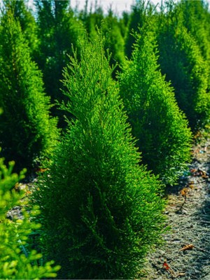 Die Grup Serada Decor & Plant Limoni Servi Limon Çamı, 30-40 Cm, 1 Adet Saksılı Cupressus Macrocarpa