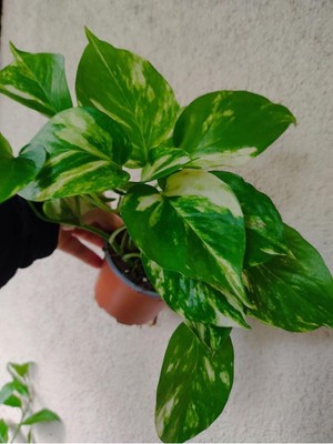 Die Grup Bitkim Sende Pothos Sarmaşık Bitkisi, Ithal Ürün, 40-60 Cm, Çok Dallı Dolgun Form