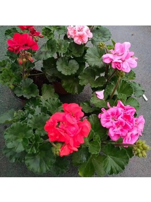 Die Grup Serada Decor & Plant Sardunya Fidesi, 25-40 Cm, Kokulu Çiçek, Kırmızı ve Pembe