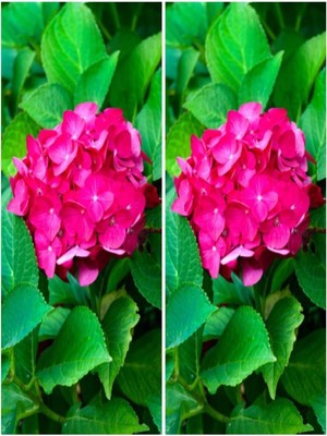 Die Grup Nura Botanik 2 Adet Canlı Fuşya Renk Çiçekli Ortanca Fidanı, 30-60 Cm, Tüplü Hydrangea