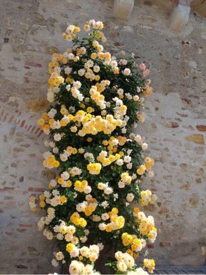 Die Grup Nura Botanik Sarı Sarmaşık Gül Fidanı, Kokulu, 90-140 Cm, 1 Adet, Tüplü Aşılı