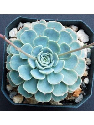 Die Grup Nura Botanik Dev Boy Xxl Echeveria Glauca Aşkın Gözyaşı Sukulent Bitki, 22CM Boyu, 21CM Çapı