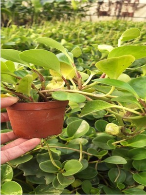 Die Grup Nura Botanik Zümrüt Dalgası Çiçeği Fidanı, Saksılı Sarmaşık Bitki, Peperomia, 15-30 Cm, 1 Adet