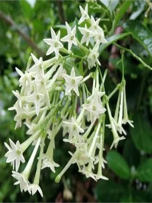 Die Grup Gardenbox Kokulu Melisa Parfüm Çiçeği Fidanı, 20-30 Cm, Saksılı, Cestrum Nocturnum