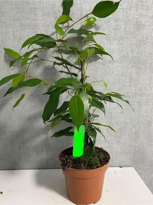Die Grup Nura Botanik Yeşil Benjamin Bitkisi, Ofis Salon Çiçeği, 40-60CM