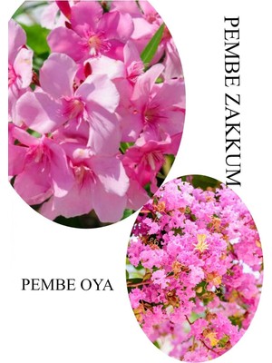 Die Grup Nura Botanik Pembe Zakkum Fidanı, Pembe Oya Ağacı, Saksılı, 30-60CM, 1 Adet
