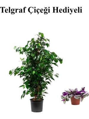 Die Grup Gardenbox Benjamin Bitkisi, Yeşil, Hediyelik Telgraf Hediyeli
