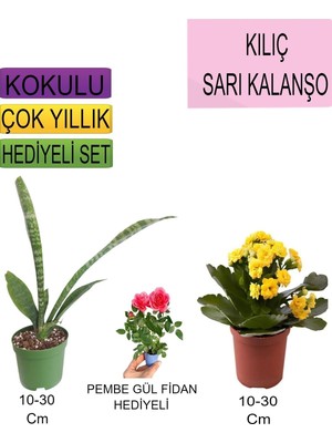 Die Grup Nura Botanik 3'lü Set Kılıç Sarı Kalanşo Pembe Gül Fidanı, 10-30 cm