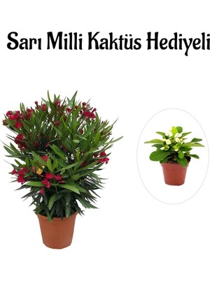 Die Grup Serada Decor & Plant Kırmızı Bodur Zakkum Fidanı, Sarı Milli Kaktüs Hediyeli