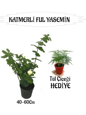 Die Grup Nura Botanik Mis Kokulu Katmerli Ful Yasemin 40-60CM + Tül Çiçeği Hediyeli