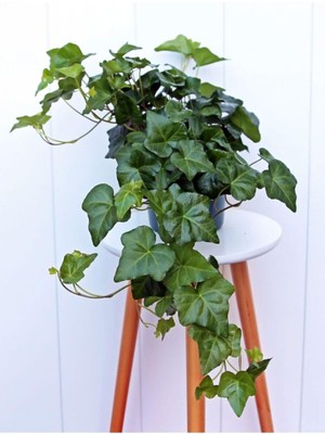 Die Grup Gardenbox Canlı Duvar Sarmaşığı, 40-60 Cm, Yoğun Yapraklı Hedera Helix