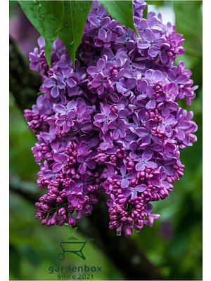 Die Grup Nura Botanik Harika Kokulu Leylak Çiçeği Fidanı, 40-60 Cm, Bahçe Çiçeği (Syringa), Mor