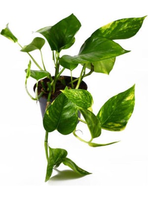 Die Grup Gardenbox Pothos Alacalı Salon Sarmaşığı, Kırmızı Saksı