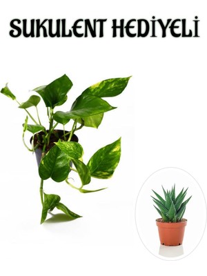 Die Grup Serada Decor & Plant Pothos Alacalı Salon Sarmaşığı, Sukulent Hediyeli