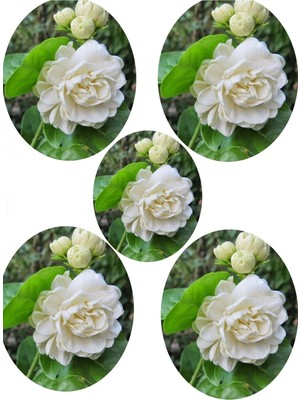 Die Grup Nura Botanik Hoş Kokulu Katmerli Full Yasemin Çiçeği Fidanı, 35-65 Cm, 5 Adet Tüplü Jasminum Sambac