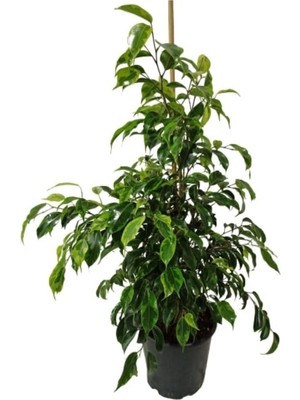 Die Grup Gardenbox Ficus Benjamin Dolgun 50-70 Cm, Canlı Iç Mekan Bitkisi