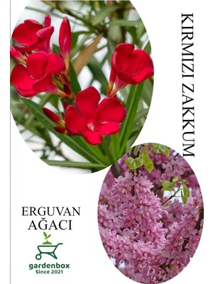 Die Grup Gardenbox Kırmızı Zakkum Çiçeği 30-60CM, Pembe Erguvan Ağacı Fidanı 50-70CM Combo Set