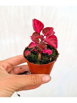 Die Grup Nura Botanik Çingene Şalvarı Çiçeği, 5-15 Cm, Saksılı, Iresine Herbstii