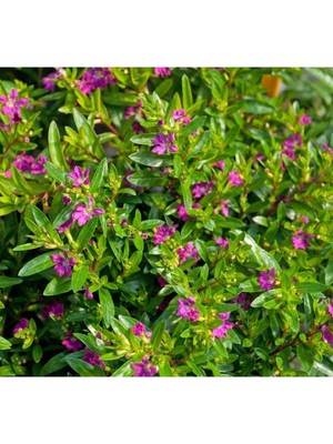 Die Grup Gardenbox Kufeya Cennet Çiçeği, 10 Adet, Pembe, 20-30 cm