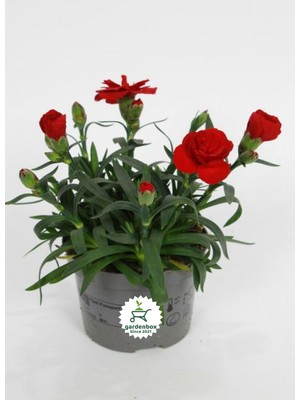 Die Grup Nura Botanik Kokulu Bodur Cins Kırmızı Karanfil Çiçeği, 1 Adet Saksılı, 15-25CM, Red Dianthus