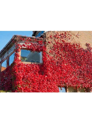 Die Grup Gardenbox Amerikan Sarmaşığı Fidanı (Parthenocissus Quinquefolia) Tüplü, 40-60 Cm, Çok Renkli