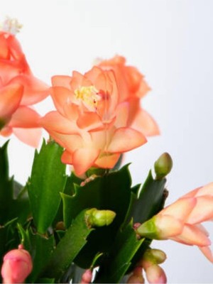 Die Grup Gardenbox Yılbaşı Çiçeği Yılbaşı Kaktüsü, 1 Adet, Somon Pembe, Saksılı