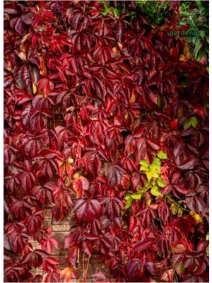 Die Grup Serada Decor & Plant Dekoratif Bahçe Duvar Sarmaşığı, 40-70 Cm, Saksılı, Canlı Bitki, Kırmızı