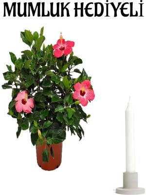 Die Grup Nura Botanik Pembe Japon Gülü (Hibiscus Rosa) Bodur Çiçekli Bitki, Mumluk Hediyeli