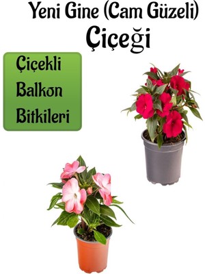 Die Grup Nura Botanik Yeni Gine Cam Güzeli Çiçeği, Kırmızı + Ebruli Renk, 2 Adet, Balkon Bitkisi, 10-15 cm