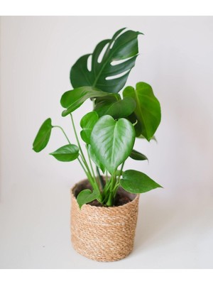 Die Grup Nura Botanik Deve Tabanı Çiçeği Monstera, 35-40 Cm, Yeşil