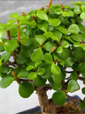 Die Grup Serada Decor & Plant Portulacaria Afra Yeşim Para Çiçeği, 20-30CM, Yenilebilir, Salon Bitkisi, 1 Adet