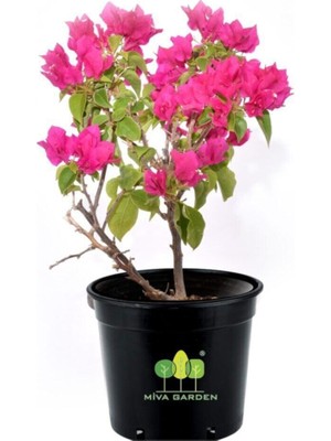 Die Grup Nura Botanik Bougainvillea Spectabilis Çalı Begonvil, Pembe Çiçekli Bodur Bitki