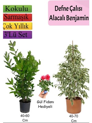 Die Grup Gardenbox Beyaz Alacalı Benjamin Bitkisi, Defne Çalısı, Gül Fidanı, 3'lü Set