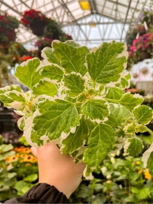 Die Grup Nura Botanik Plectranthus Forsteri Adaçayı Kokulu Bitki, Sarkıcı Tür, Saksılı