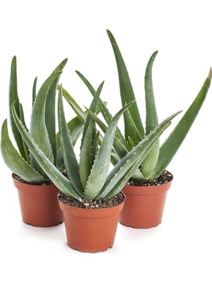 Die Grup Nura Botanik Aloevera Fidanı, 3 Adet Saksılı, Boy 25-30 cm
