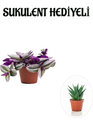 Die Grup Gardenbox Pembe Telgraf (Nanouk) Çiçeği, Sukulent Hediyeli