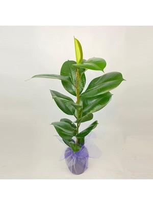 Die Grup Gardenbox Kauçuk Çiçeği 80CM, Hediye Paketli, Hediye Notu