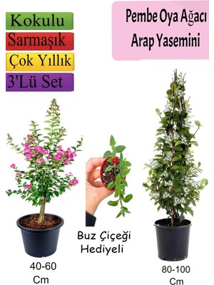 Die Grup Bitkim Sende Pembe Oya Ağacı, Arap Yasemini, Buz Çiçeği Hediyeli, 3'lü Set