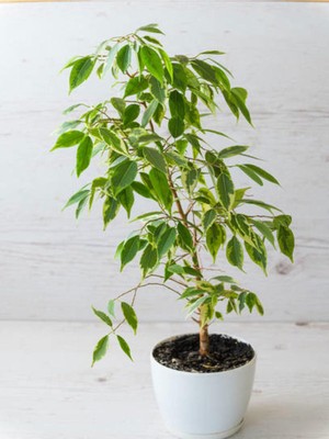 Die Grup Gardenbox Alacalı Benjamin Bitkisi, 80-100 Cm, Ficus Starlight, Iç Mekan Bitkileri