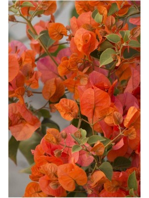 Die Grup Gardenbox Turuncu Begonvil Sarmaşığı, 40-50 cm Tüplü Çiçekli Bodur Bitki, Bougainvillea