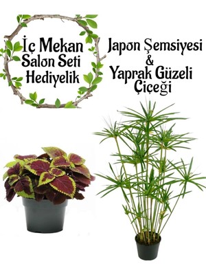Die Grup Nura Botanik Japon Şemsiyesi 40-60 cm Saksılı + Dolgun Yaprak Güzeli Çiçeği Saksılı, Set