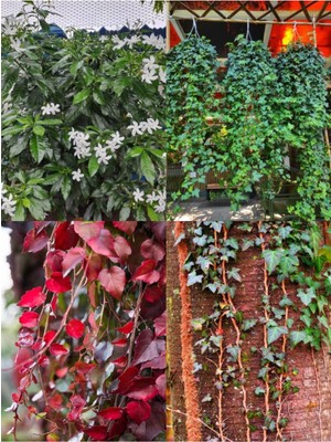 Die Grup Serada Decor & Plant Sarmaşık Bitki Seti, 4 Adet Tüplü Yasemin Amerikan Sarmaşık Yeşil Alacalı Hedera, 60-100 cm