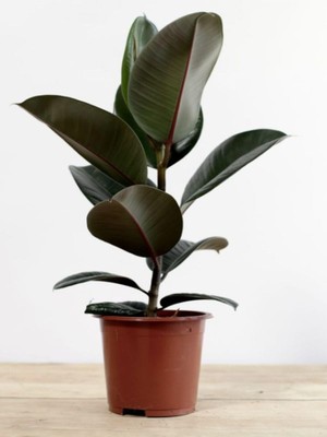 Die Grup Nura Botanik Kauçuk Bitkisi, Ficus Elastica, Yeni Açmış Yapraklı, 20-45CM