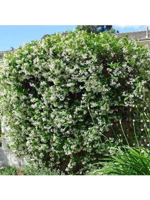 Die Grup Serada Decor & Plant Arap Yasemini (Rhyncospermum Jasminoides) 40-60CM, Hoş Kokulu Sarmaşık Bitkisi, Çok Renkli