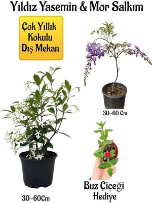 Die Grup Gardenbox Kokulu Yıldız Yasemin Çiçeği, Mor Salkım Ağacı Fidanı, Buz Çiçeği Hediyeli Peyzaj Seti, Çok Renkli