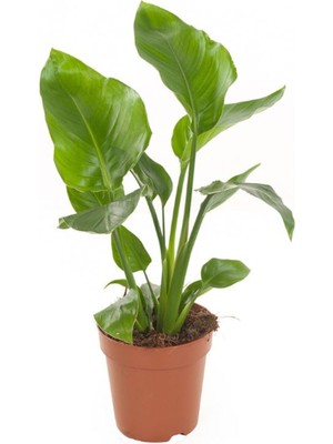 Die Grup Nura Botanik Mini Boy Strelitzia Starliçe Cennet Kuşu Çiçeği, 15-30CM, 1 Adet, Saksılı